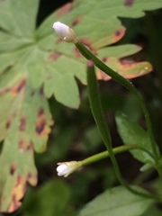 Epilobium lactiflorum