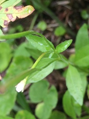 Epilobium lactiflorum