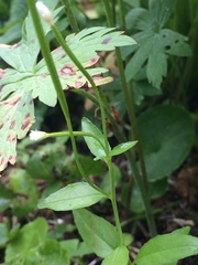 Epilobium lactiflorum