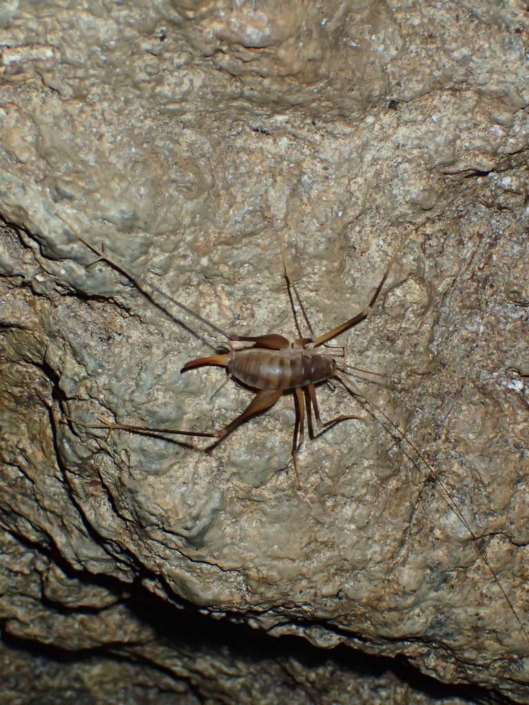 Dolichopoda euxina