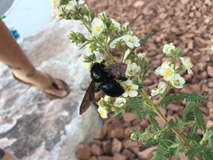 Xylocopa californica arizonensis