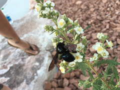 Xylocopa californica arizonensis