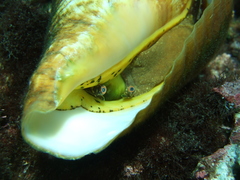 Titanostrombus galeatus