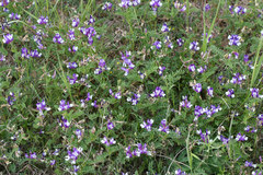 Astragalus lindheimeri