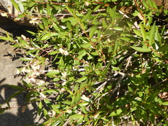 Salix ligulifolia