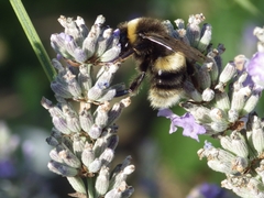 Bombus
