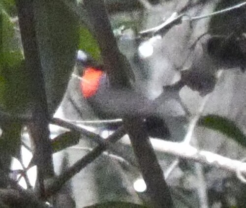 Blue-billed Malimbe (Malimbus nitens), photo 2