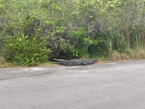 American Crocodile