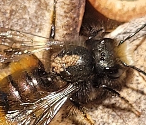 Osmia Bee-mite