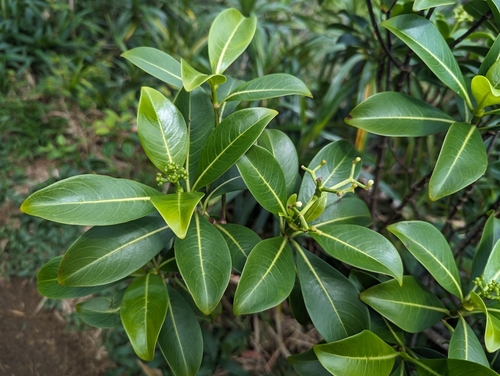 Image of Psychotria mariniana by (c) Alexander Wentworth, some rights reserved (CC BY)