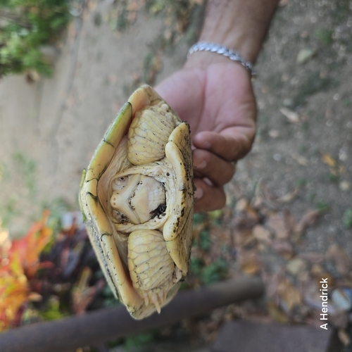 Cuban Slider