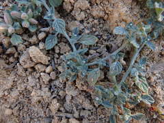 Heliotropium supinum