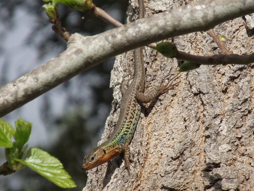 Peloponnese Wall Lizard, photo 8 of 9