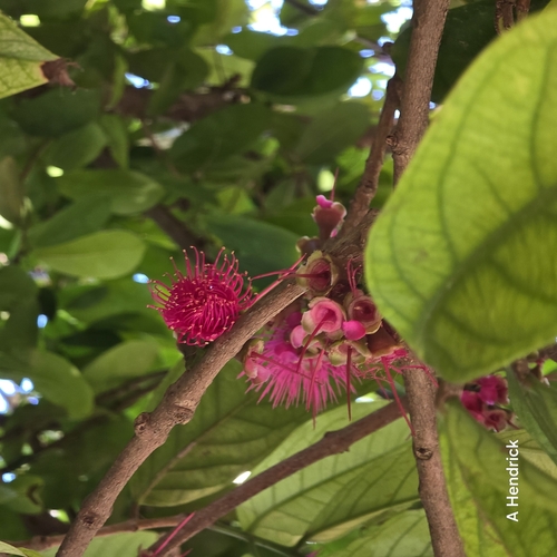 Malay Apple