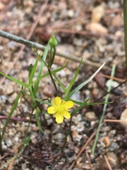 Ranunculus flammula filiformis
