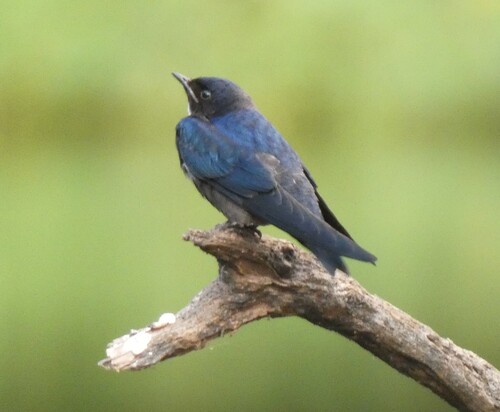 White-bibbed Swallow (Hirundo nigrita), photo 2