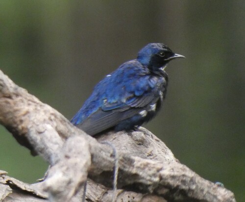 White-bibbed Swallow (Hirundo nigrita), photo 7