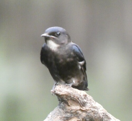 White-bibbed Swallow (Hirundo nigrita), photo 6