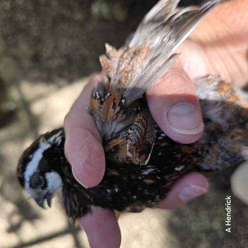Northern Bobwhite