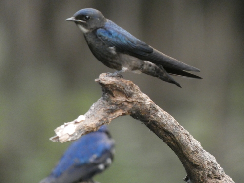 White-bibbed Swallow (Hirundo nigrita), photo 7