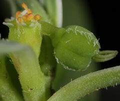 Euphorbia exstipulata