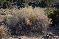 Tetradymia tetrameres