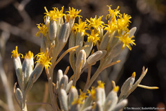 Tetradymia tetrameres