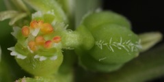Euphorbia exstipulata