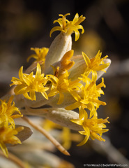 Tetradymia tetrameres