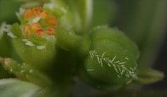 Euphorbia exstipulata