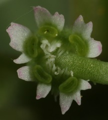 Euphorbia exstipulata
