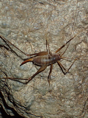 Dolichopoda euxina