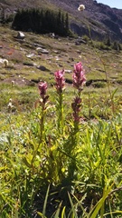 Castilleja parviflora oreopola