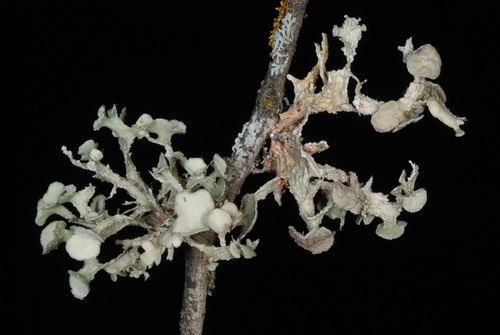 cartilage lichen