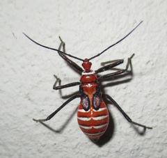 Phonoctonus