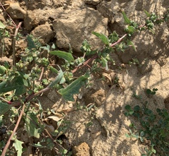 Atriplex glabriuscula