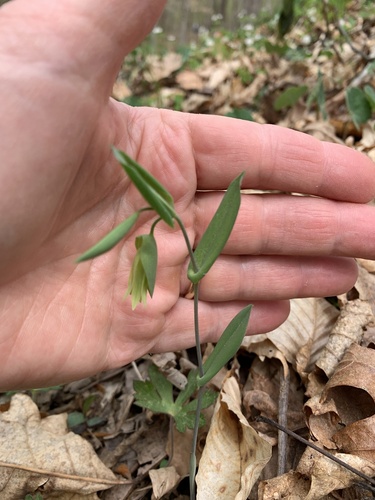 Foto de Uvularia