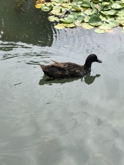 Anas platyrhynchos domesticus