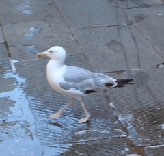 Larus michahellis