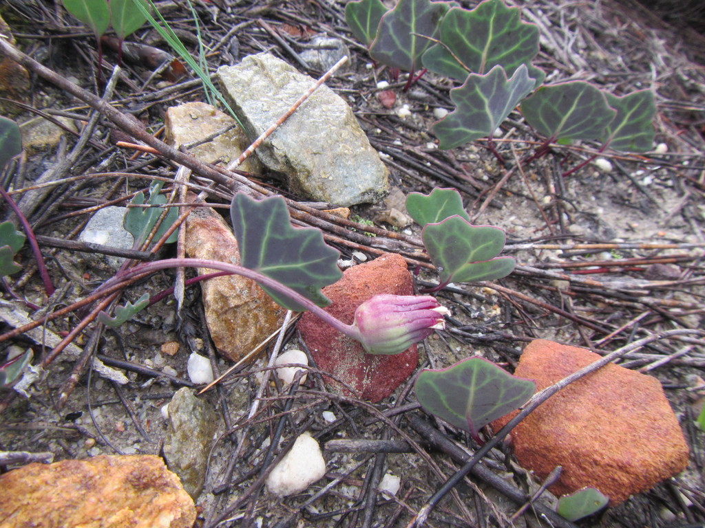 Ivy Babooncabbage