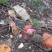 Othonna hederifolia - Photo (c) douglaseustonbrown, algunos derechos reservados (CC BY-SA), subido por douglaseustonbrown