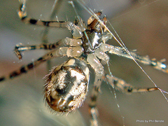Theridion zantholabio