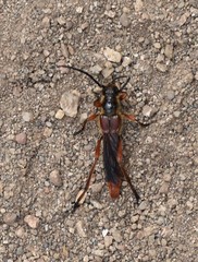 Necydalis diversicollis