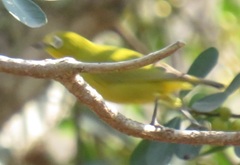 Zosterops anderssoni tongensis