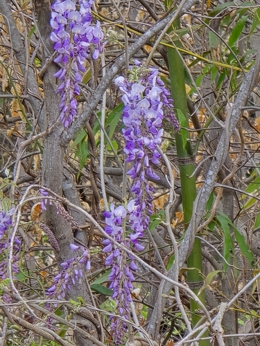 Image of Wisteria floribunda by no rights reserved