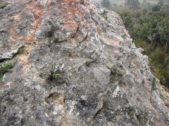 Dolichothrix ericoides