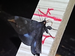 Ischyja ferrifracta