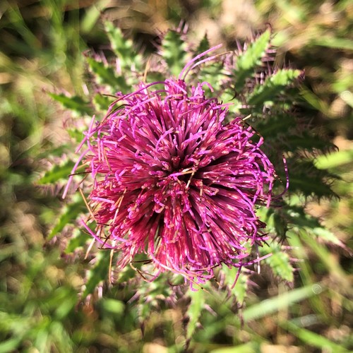 Cirsium horridulum var. vittatum