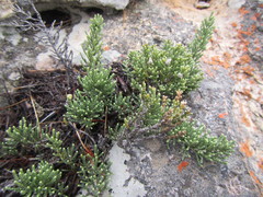 Dolichothrix ericoides