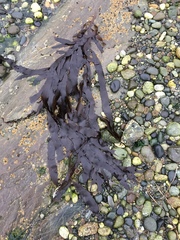 Desmarestia herbacea